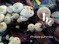 Pholiota gummosa-amf1442